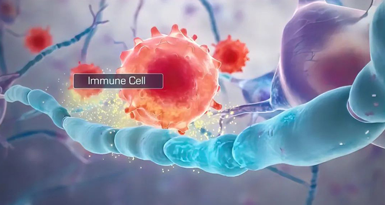 癌癥免疫治療：四大免疫細胞的&ldquo;抗癌聯(lián)盟&rdquo;與協(xié)同作戰(zhàn)